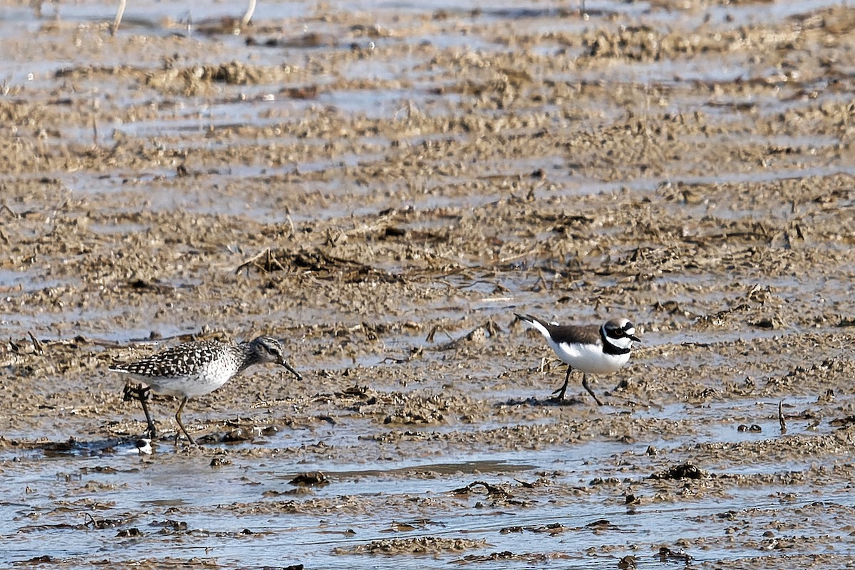 Little Ringed Plover - ML646602016