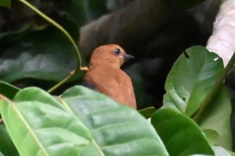 Cinnamon Attila - ML646602017