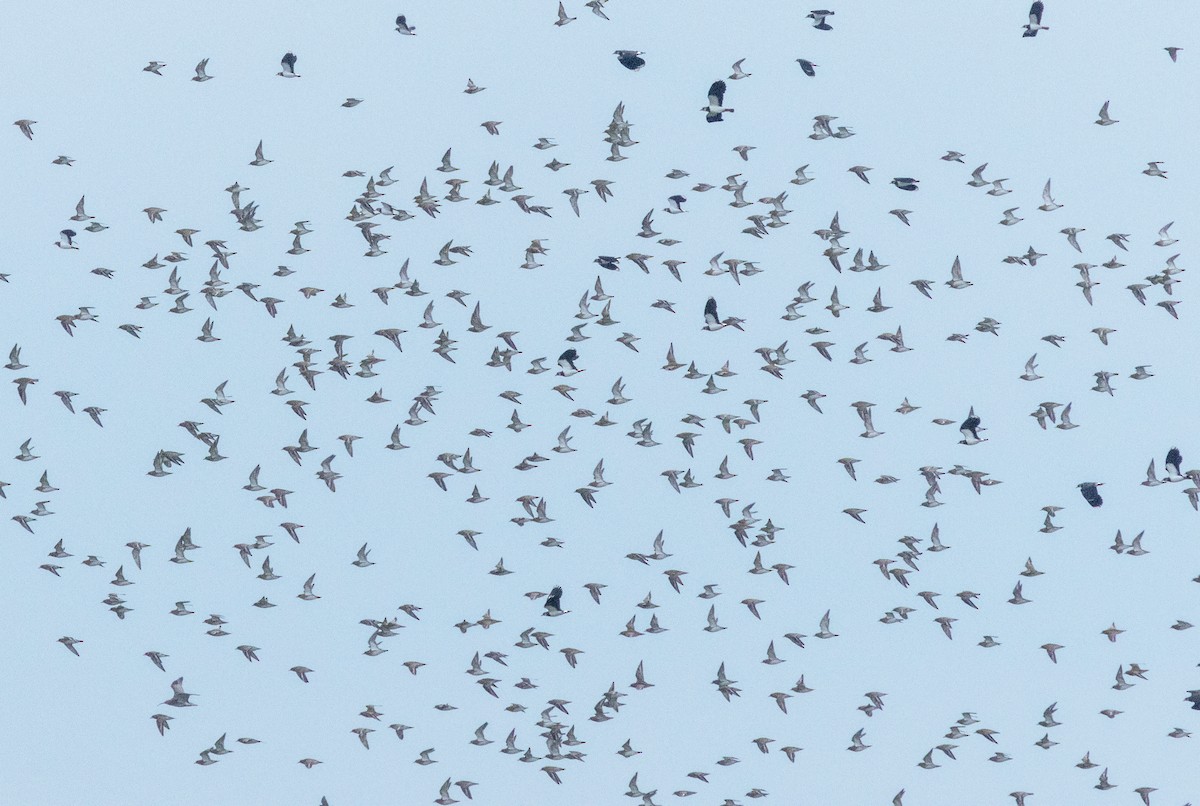 kulík zlatý - ML646602018