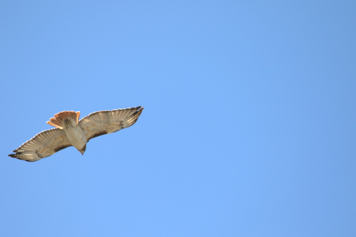 Kızıl Kuyruklu Şahin - ML646602026