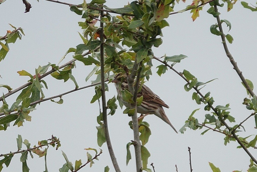Savannah Sparrow - ML646602027