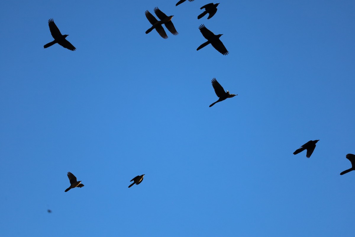 Great-tailed Grackle - ML646602029