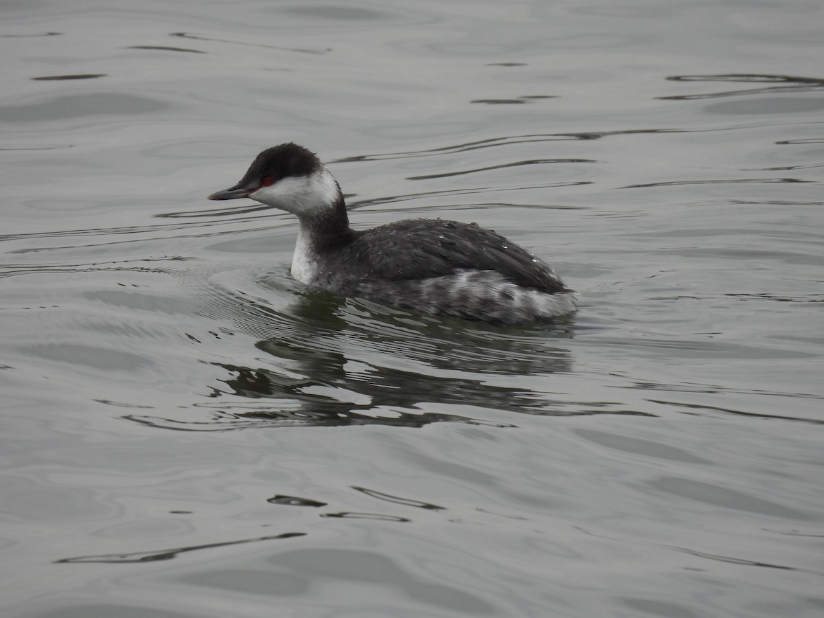 Horned Grebe - ML646602030