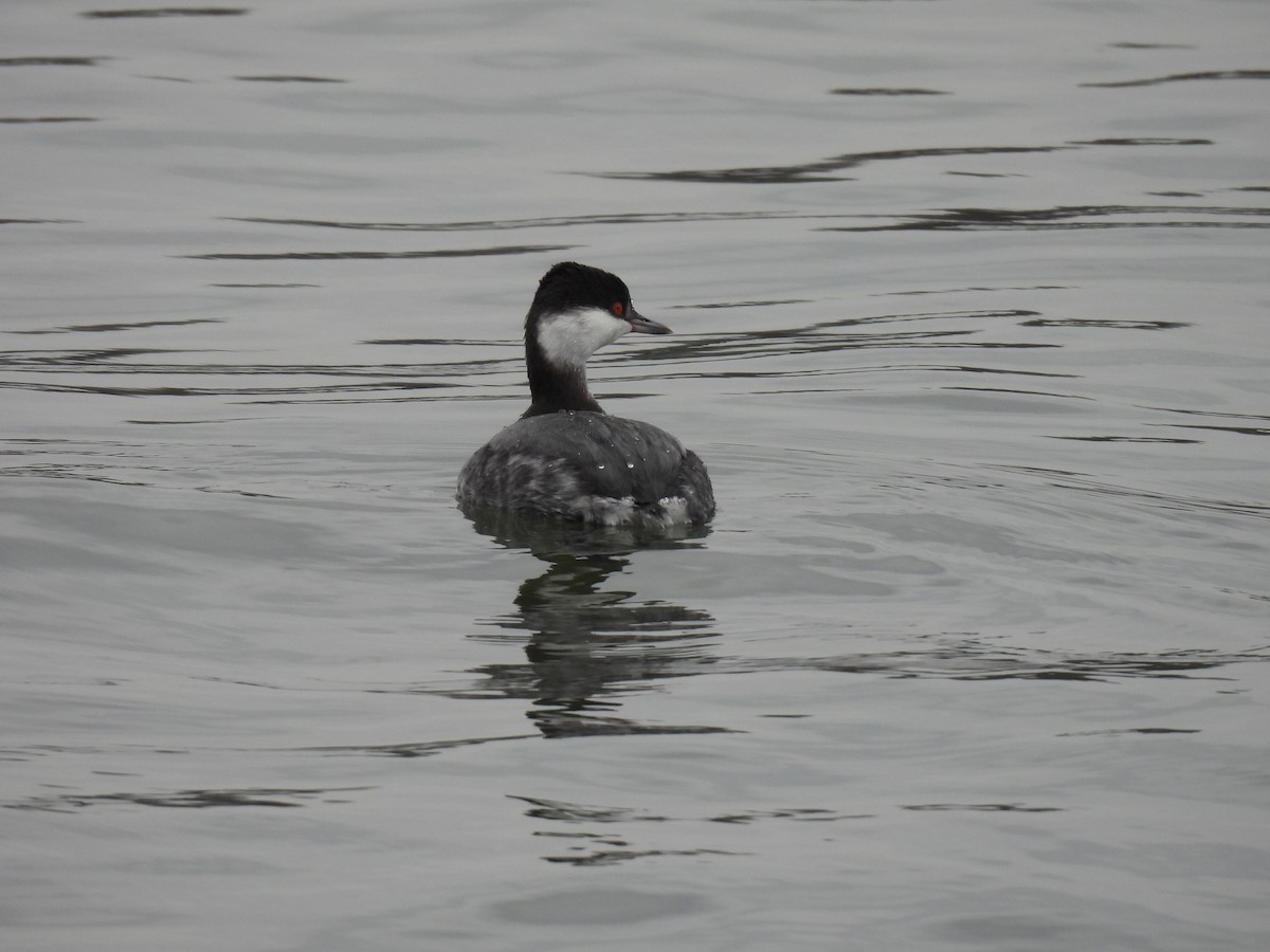 Horned Grebe - ML646602031