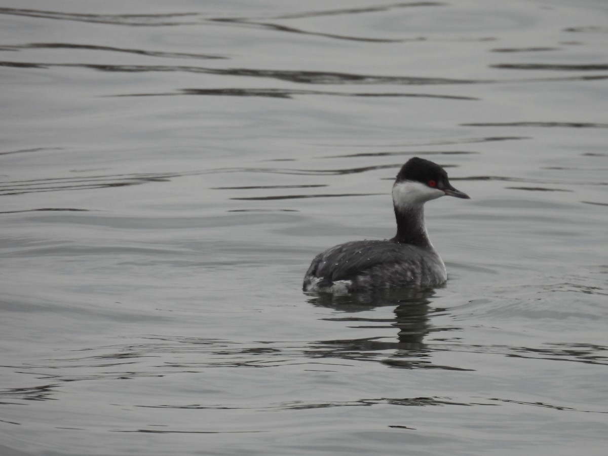 Horned Grebe - ML646602032