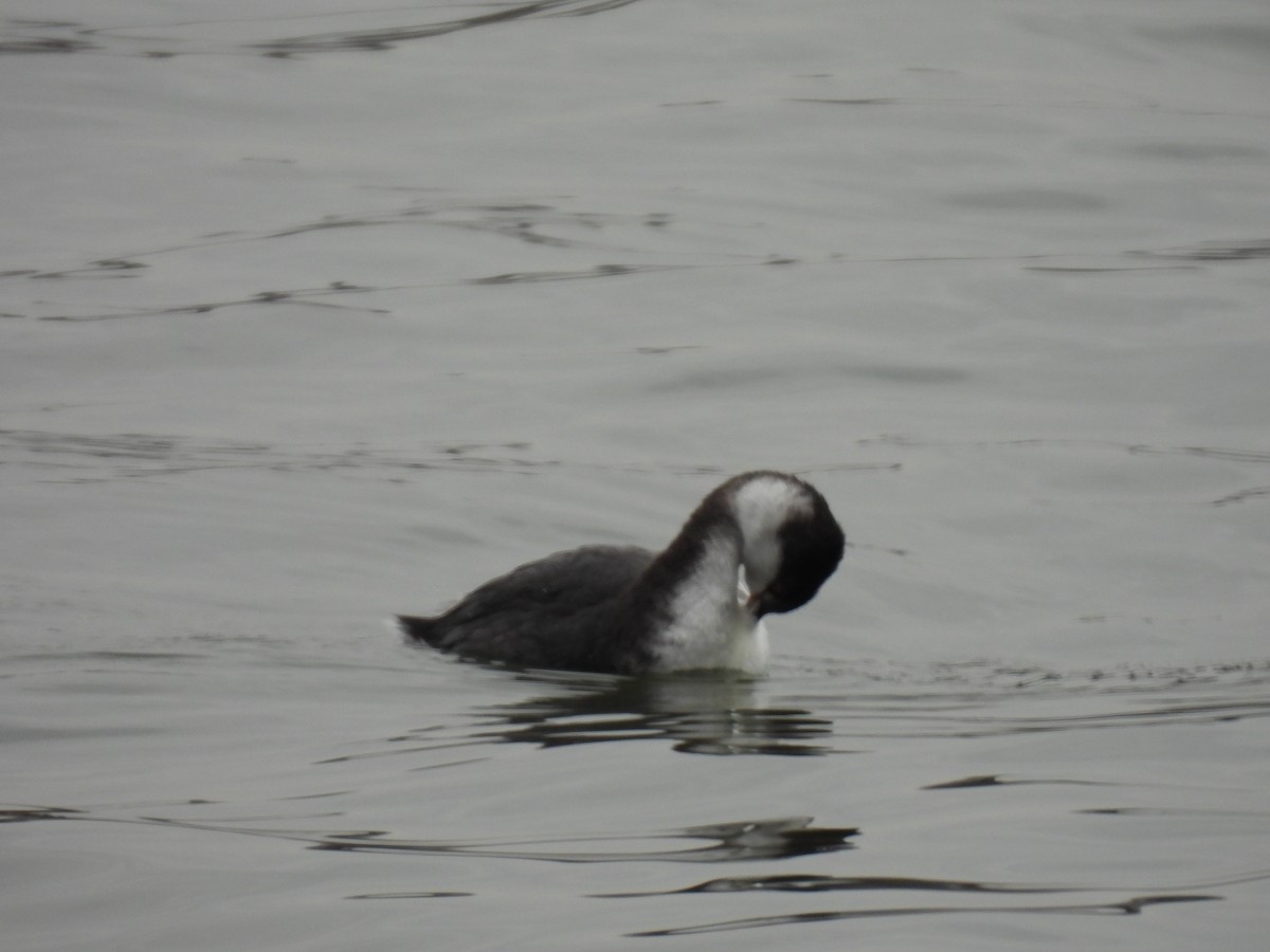 Horned Grebe - ML646602033