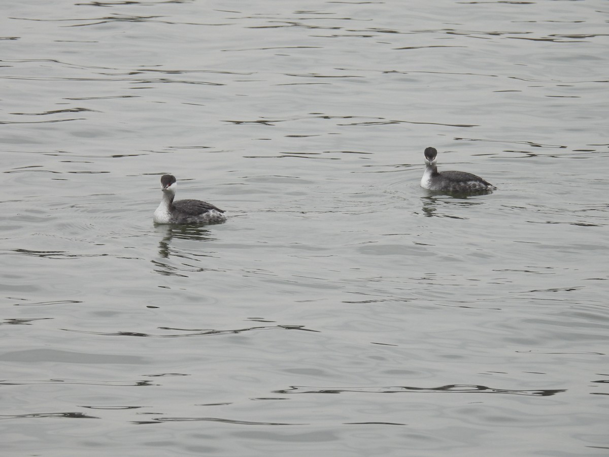 Horned Grebe - ML646602034