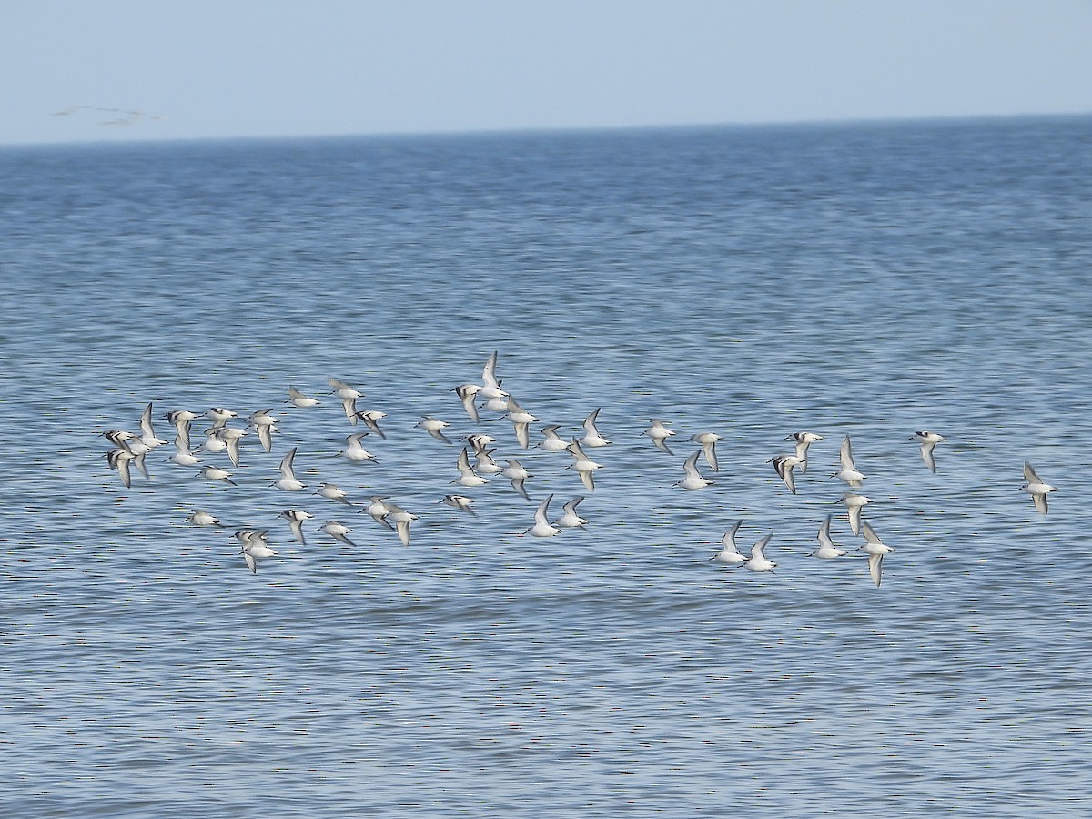 Sanderling - ML646602038