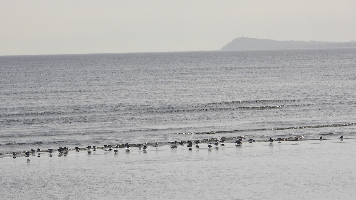 Sanderling - ML646602039