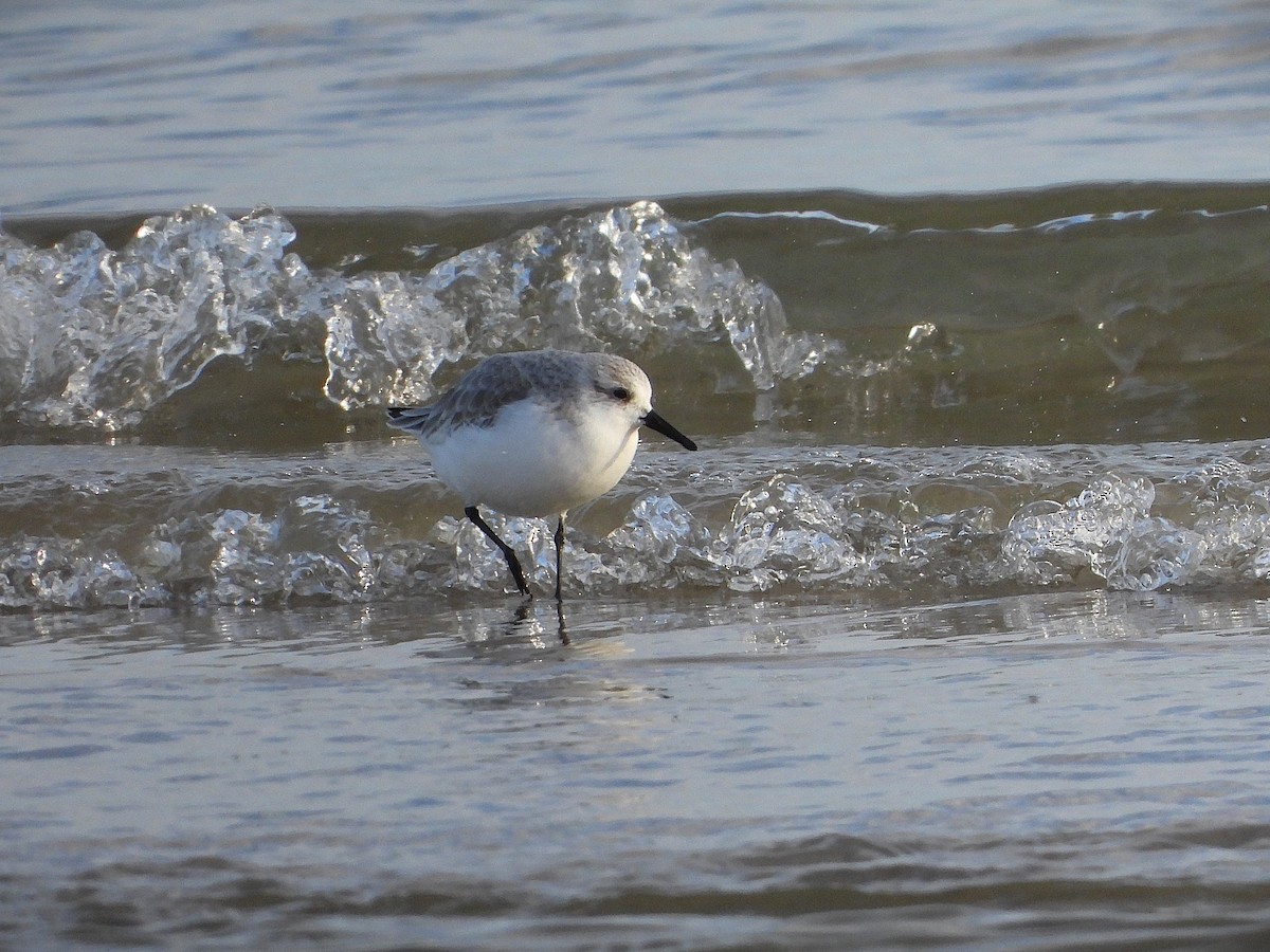Sanderling - ML646602040