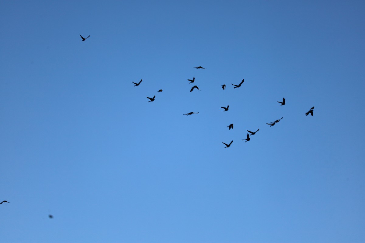 Great-tailed Grackle - ML646602042