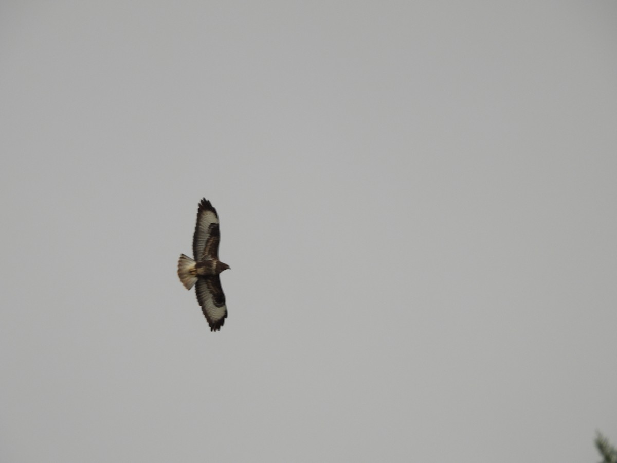 Buse variable - ML646602045