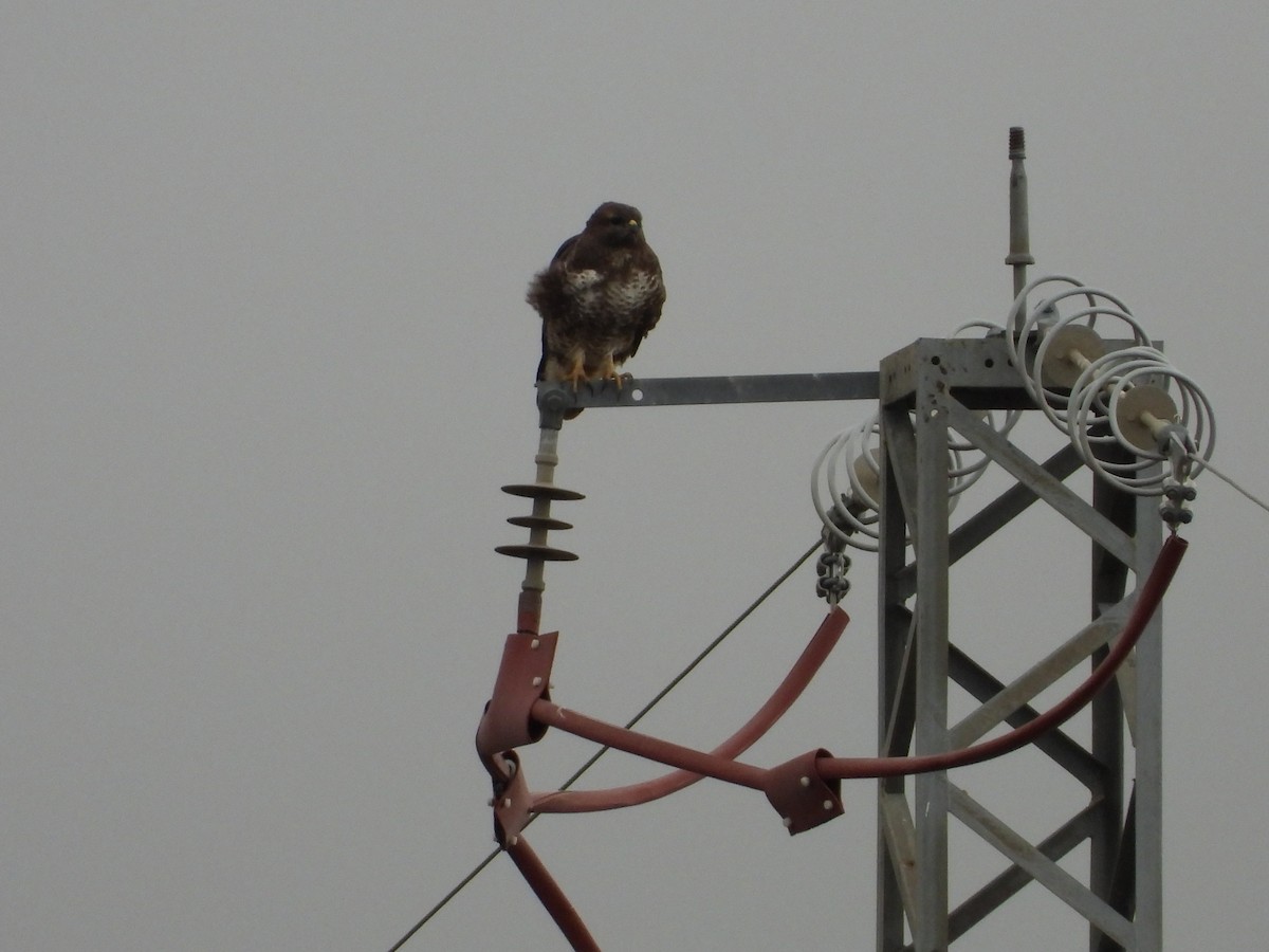 Buse variable - ML646602046