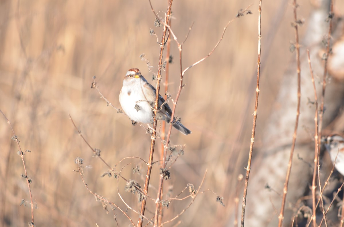 Пасовник північний - ML646602047