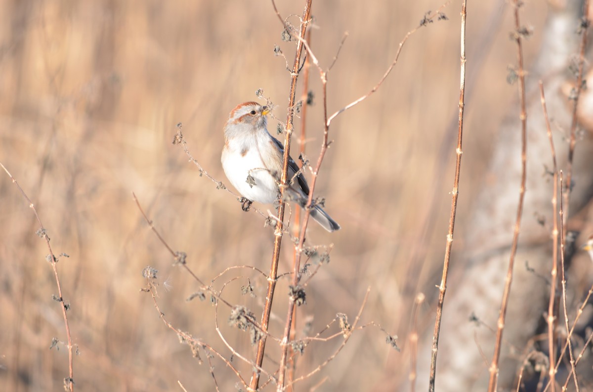 Пасовник північний - ML646602048