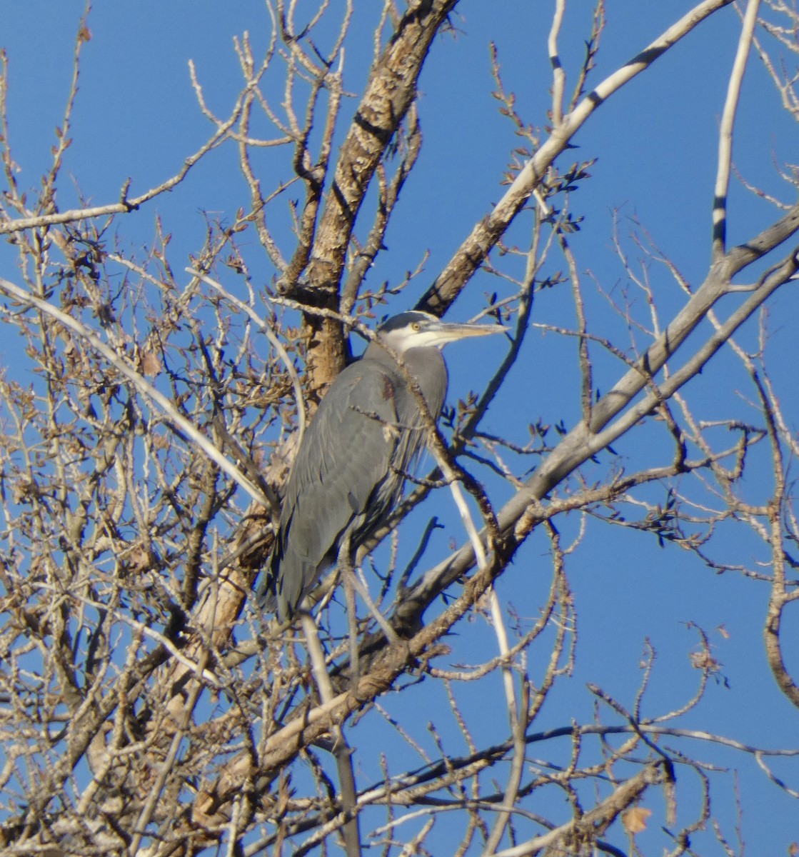 Great Blue Heron - ML646602053