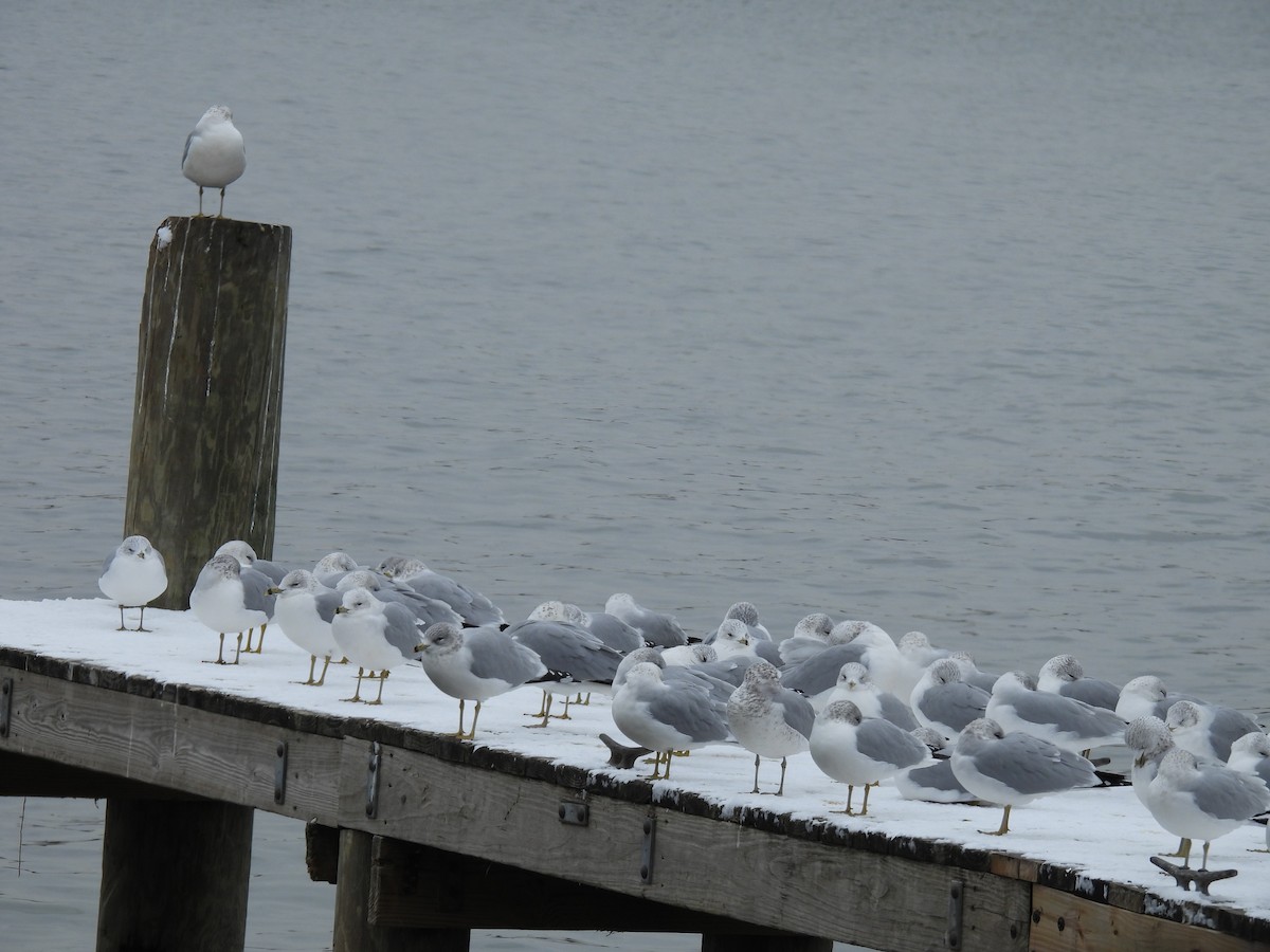 Ring-billed Gull - ML646602054