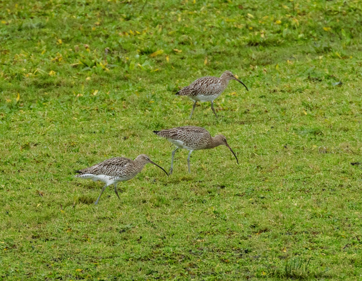 koliha velká - ML646602056