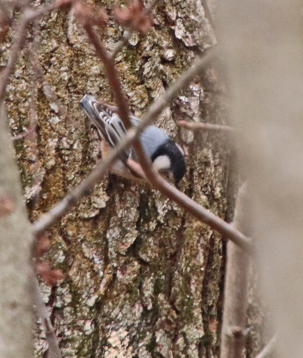 Каролинский поползень - ML646602057