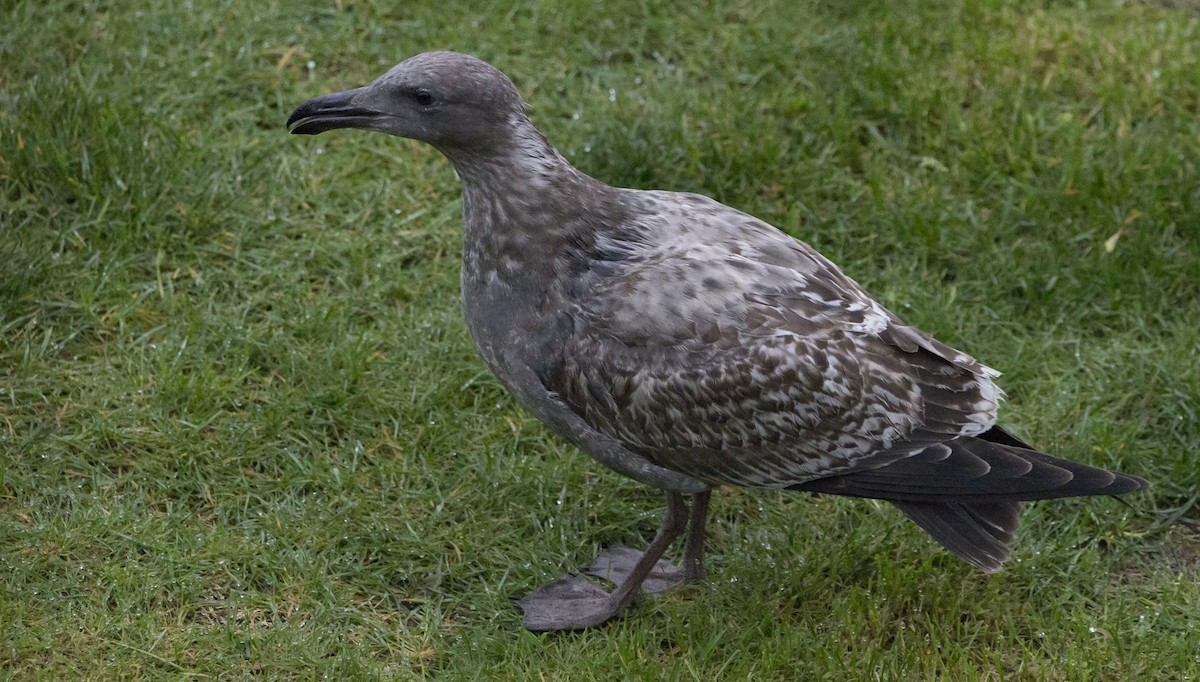 gull sp. - ML646602062