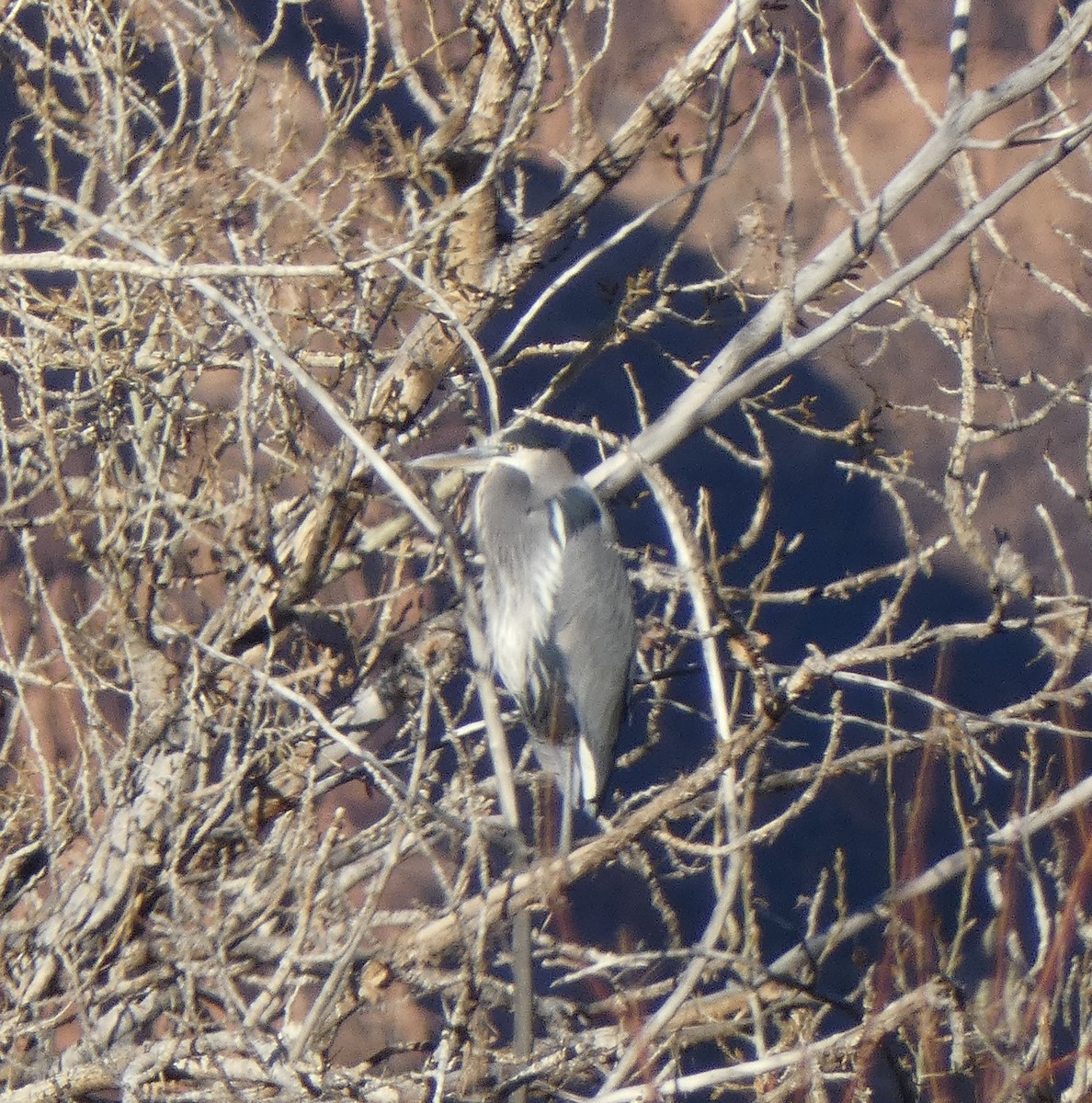 Great Blue Heron - ML646602063