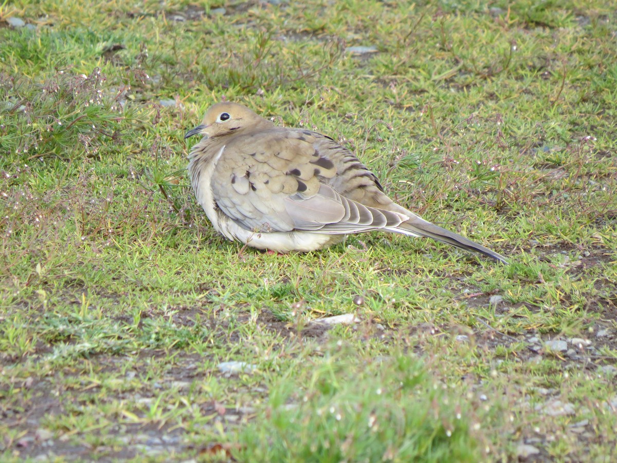 Mourning Dove - ML646602064