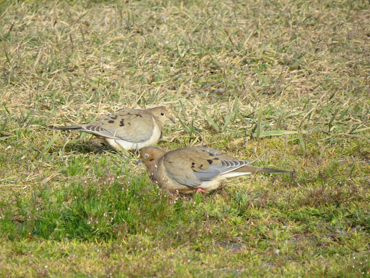 Mourning Dove - ML646602065