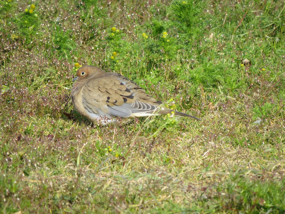 Mourning Dove - ML646602066