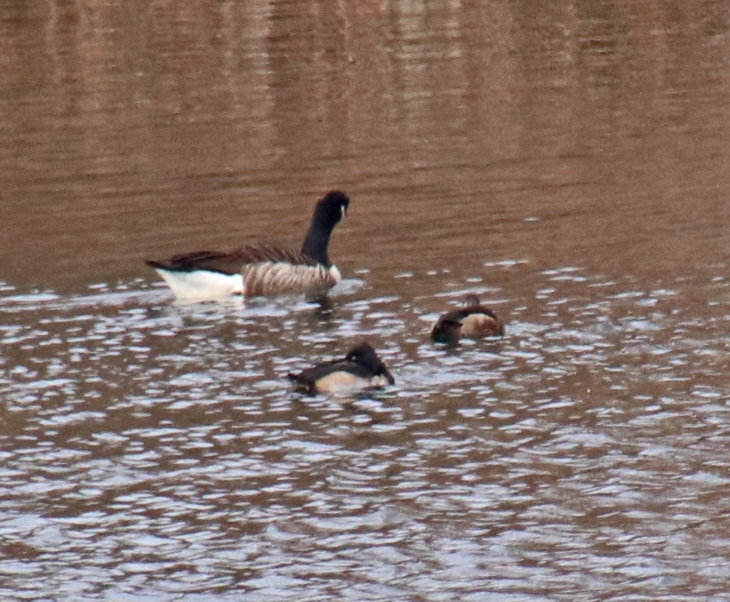 Кольчатая чернеть - ML646602067