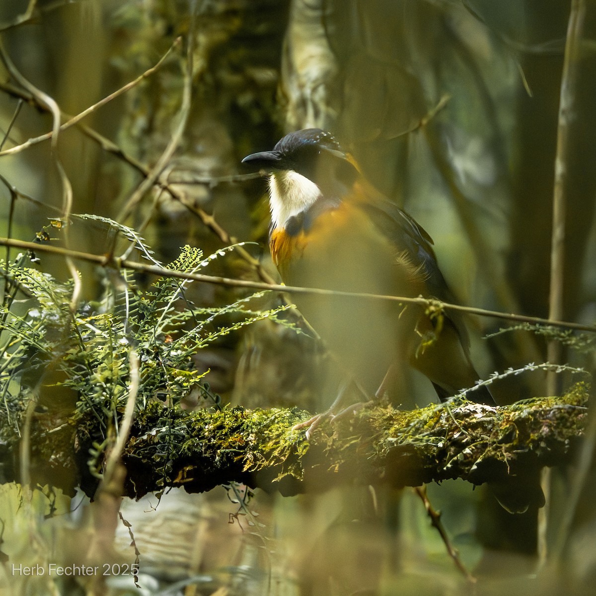 Carraca Terrestre Cabeciazul - ML646602069