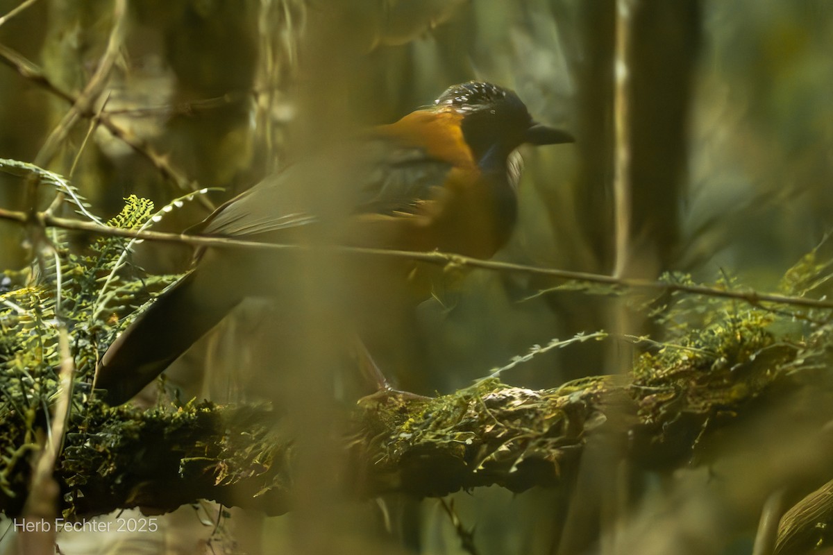 Carraca Terrestre Cabeciazul - ML646602070