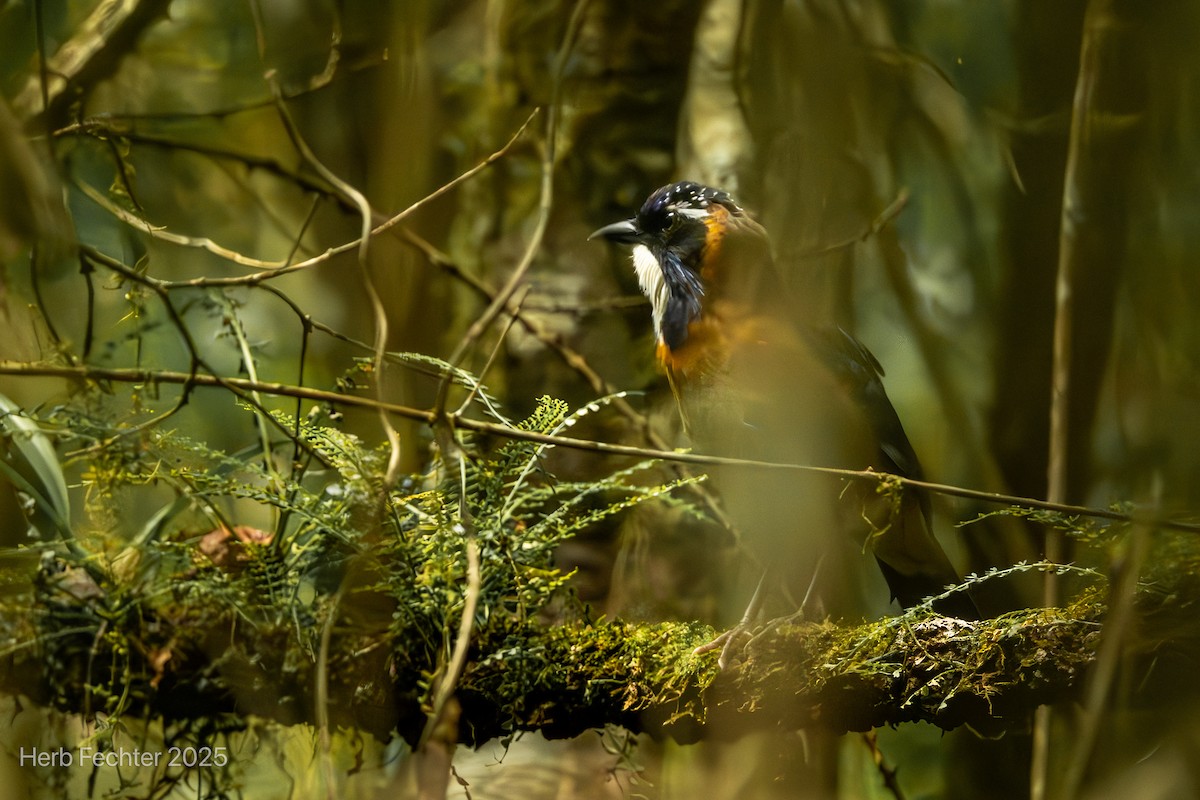 Carraca Terrestre Cabeciazul - ML646602072