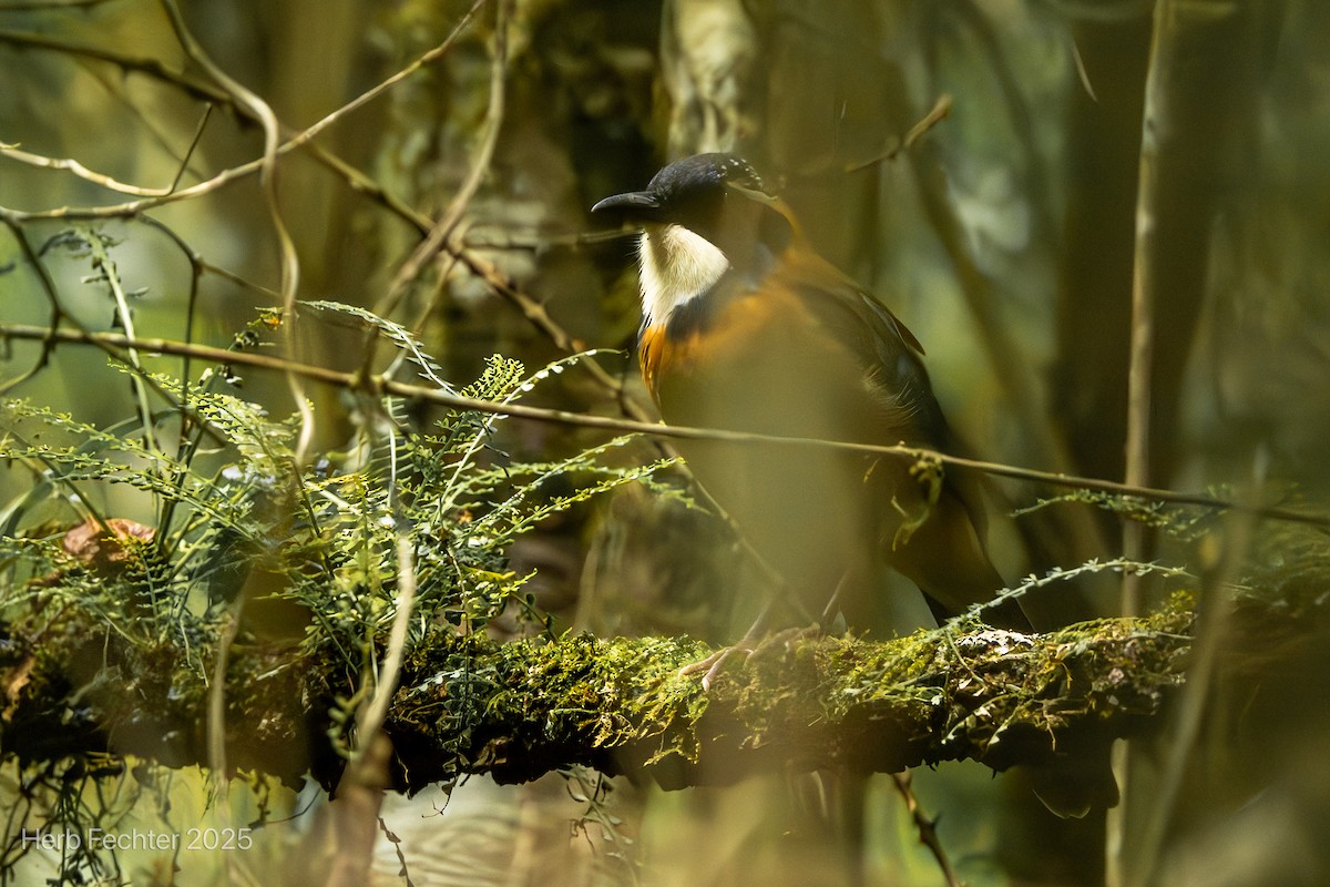 Carraca Terrestre Cabeciazul - ML646602073