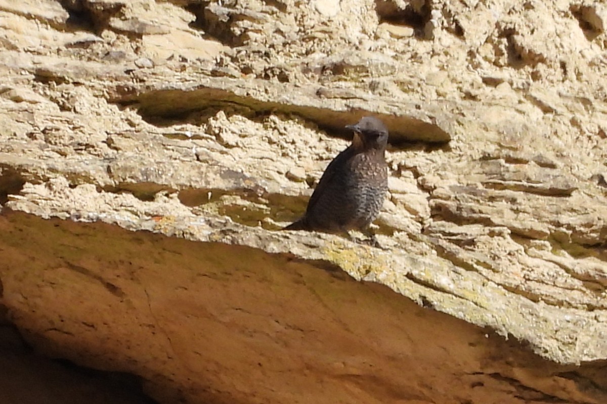 イソヒヨドリ - ML646602076