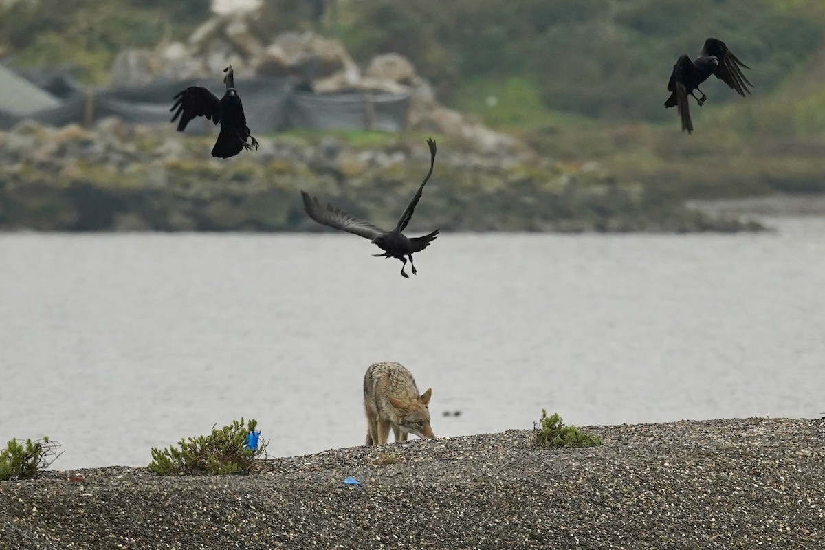 עורב שחור - ML646602079