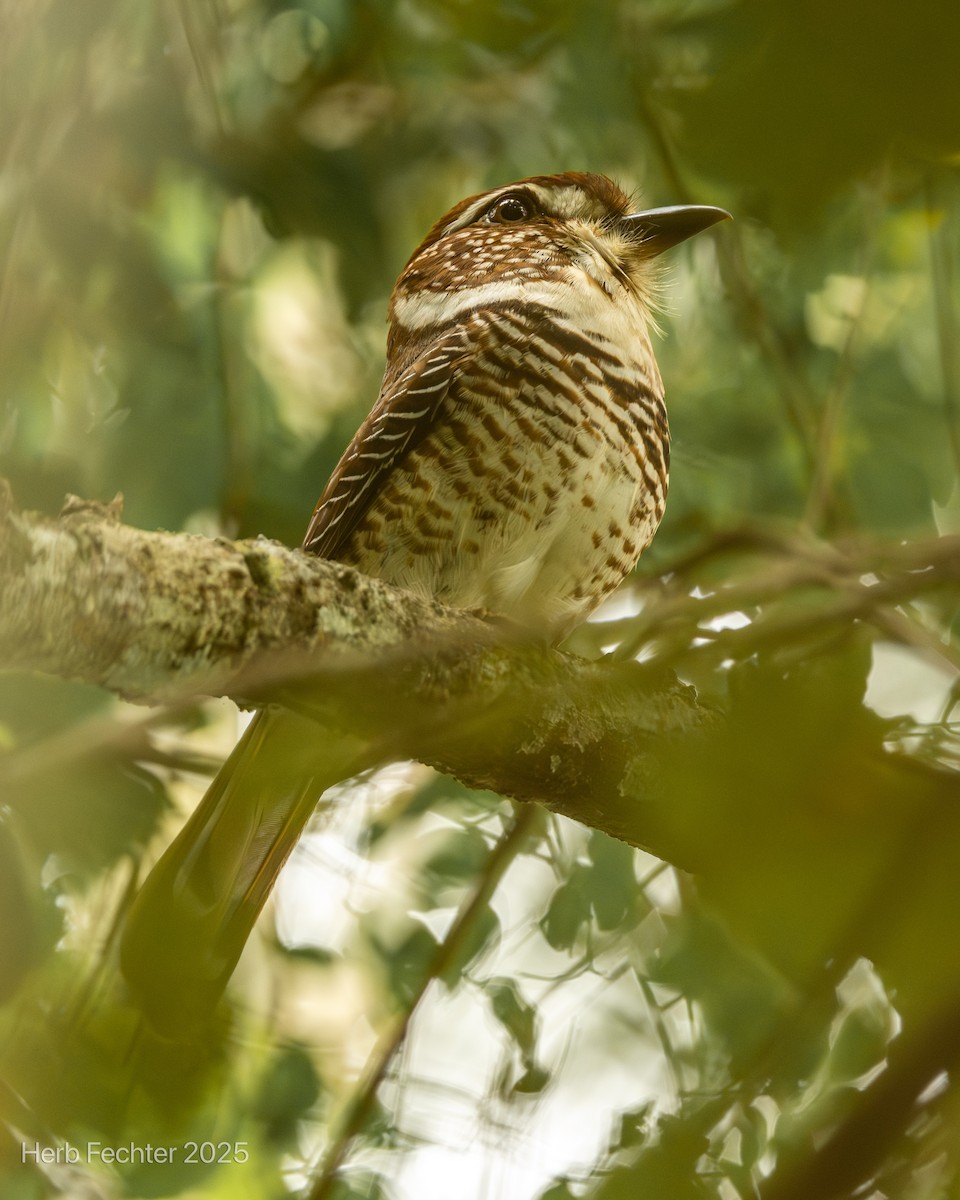 Carraca Terrestre Paticorta - ML646602083