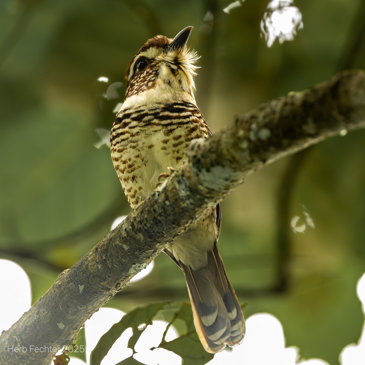 Carraca Terrestre Paticorta - ML646602084