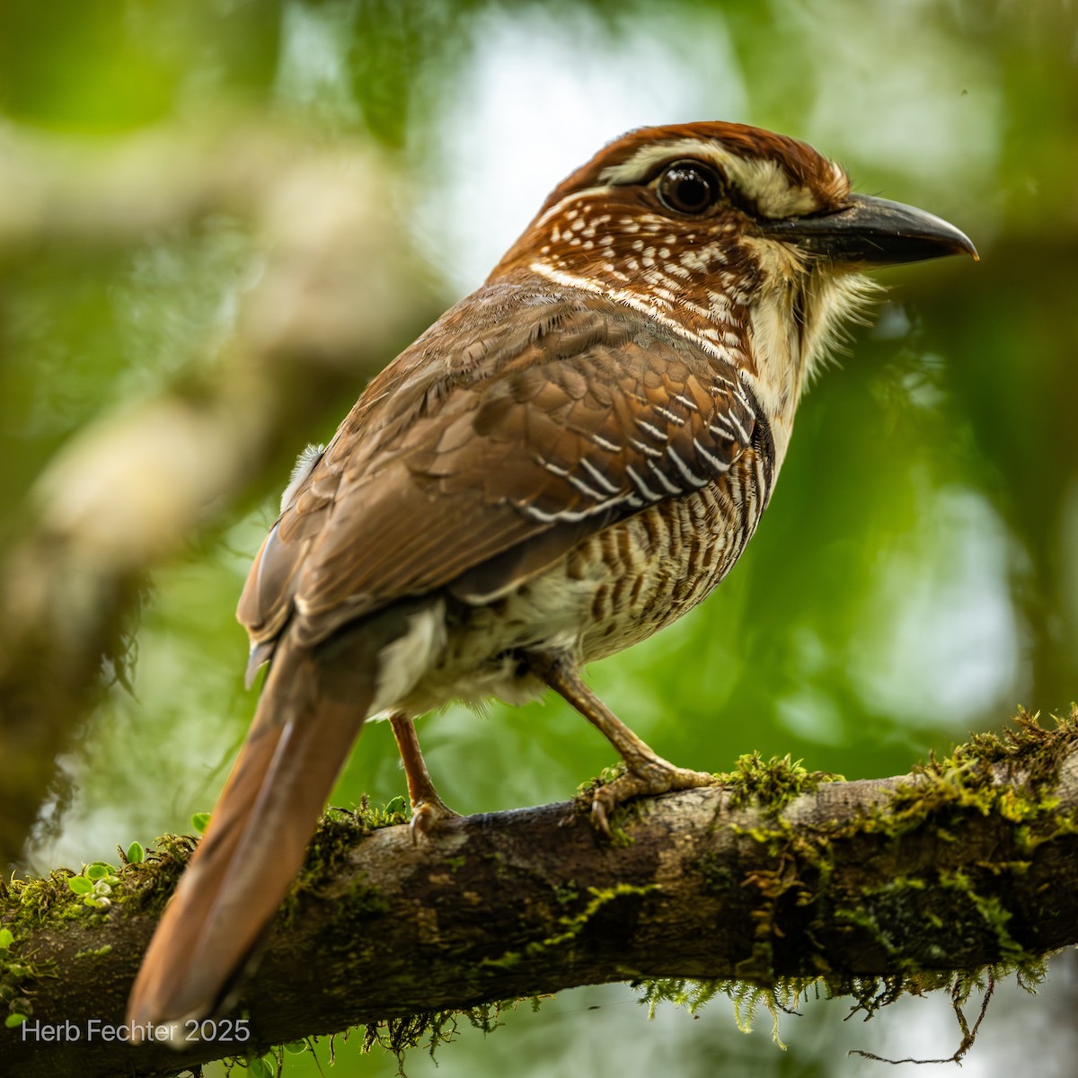 Carraca Terrestre Paticorta - ML646602085