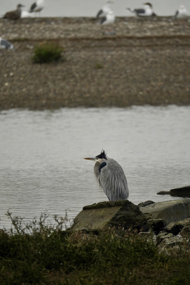 Great Blue Heron - ML646602086