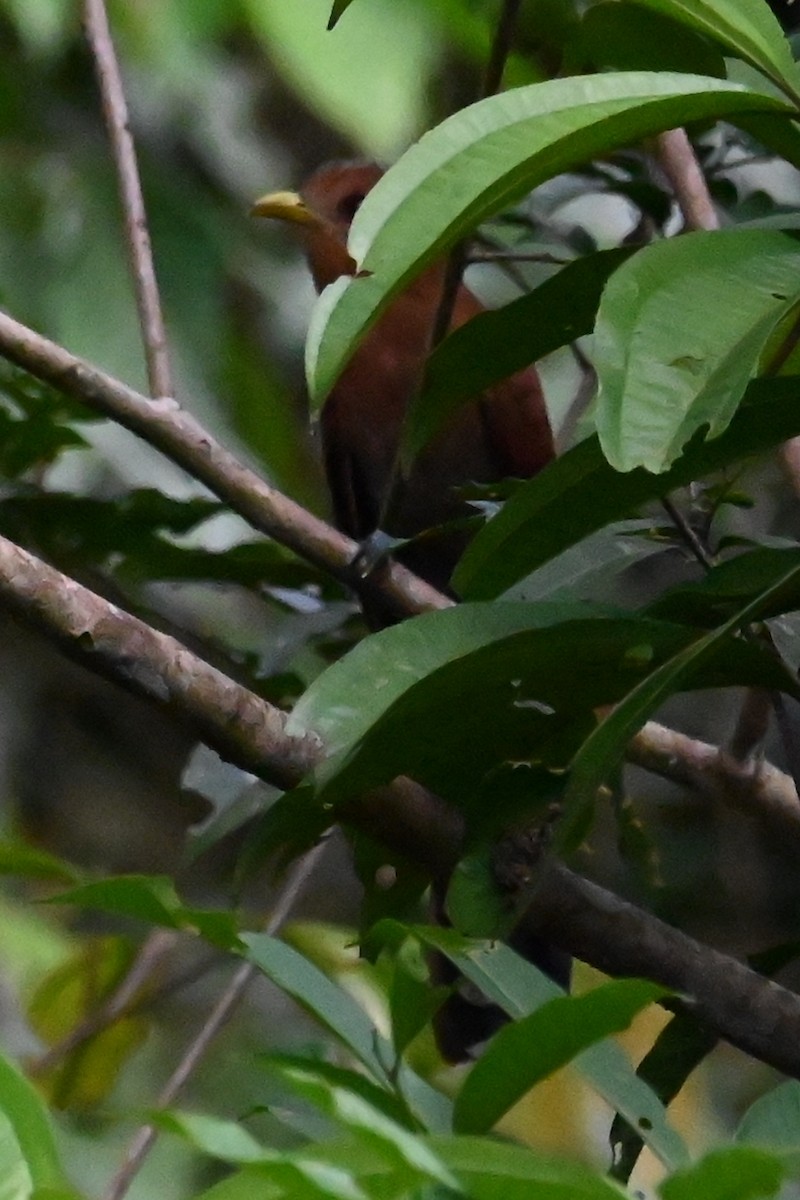 Little Cuckoo - ML646602087