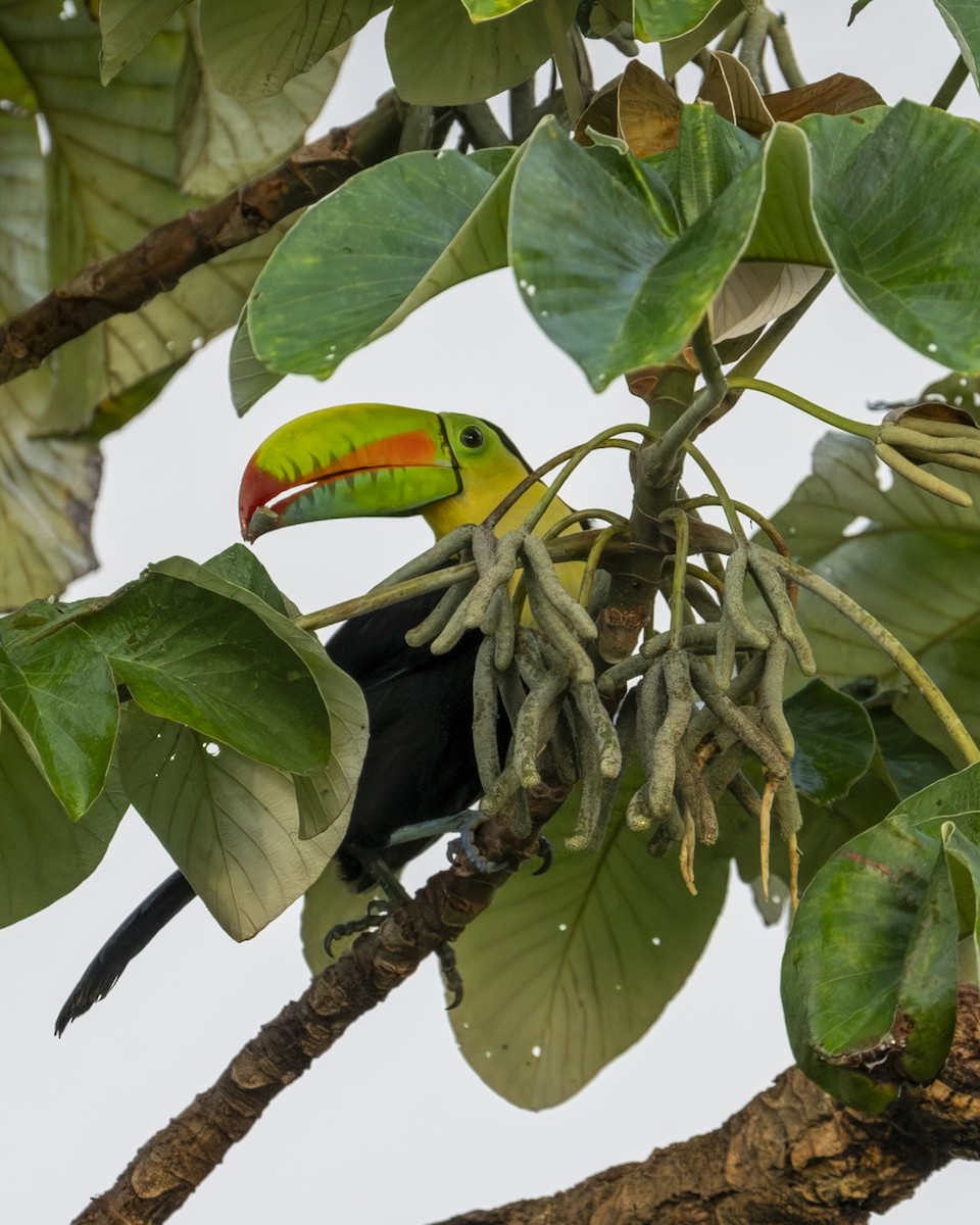 tukan středoamerický - ML646602090