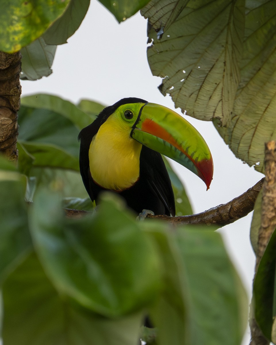 tukan středoamerický - ML646602091
