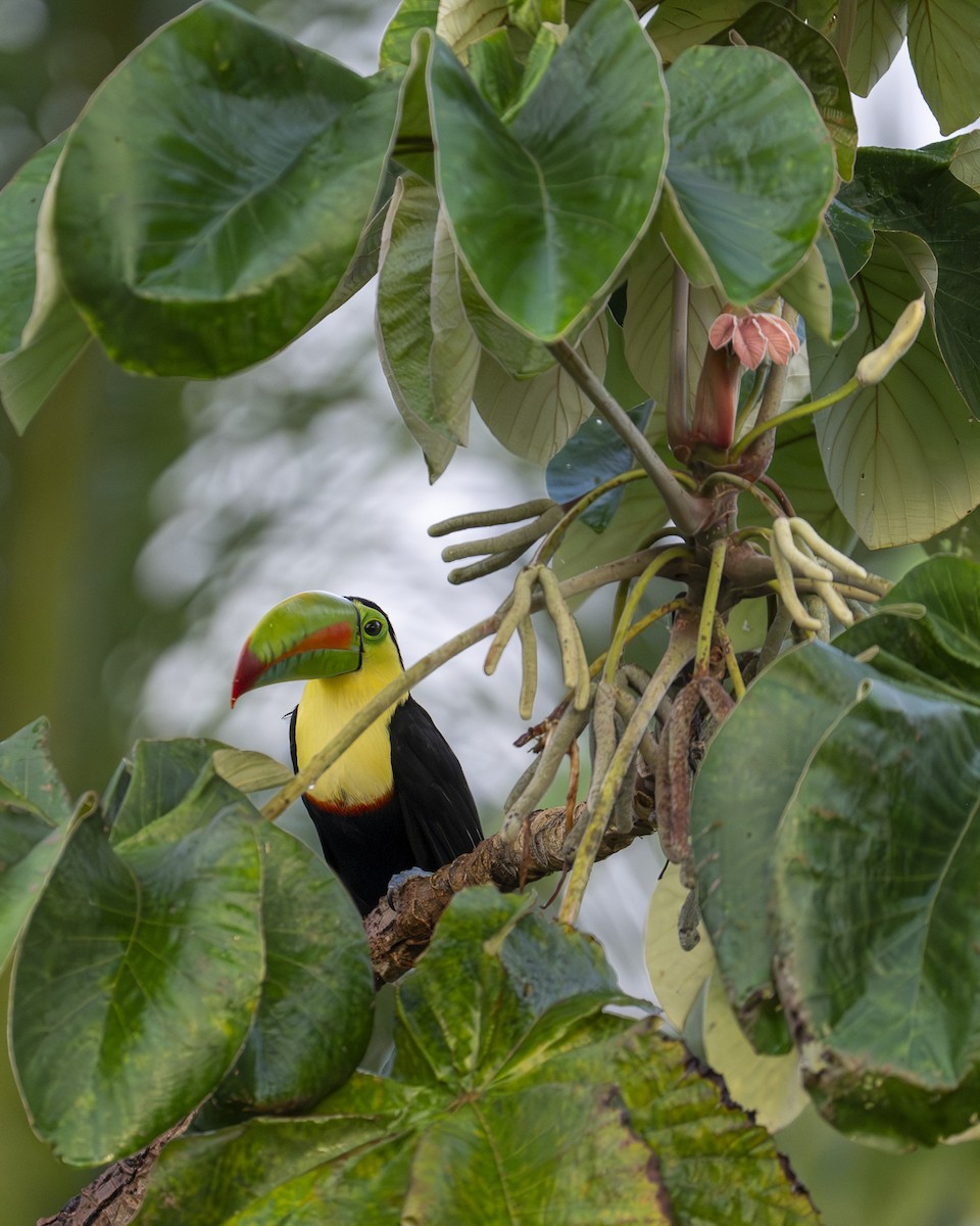tukan středoamerický - ML646602092