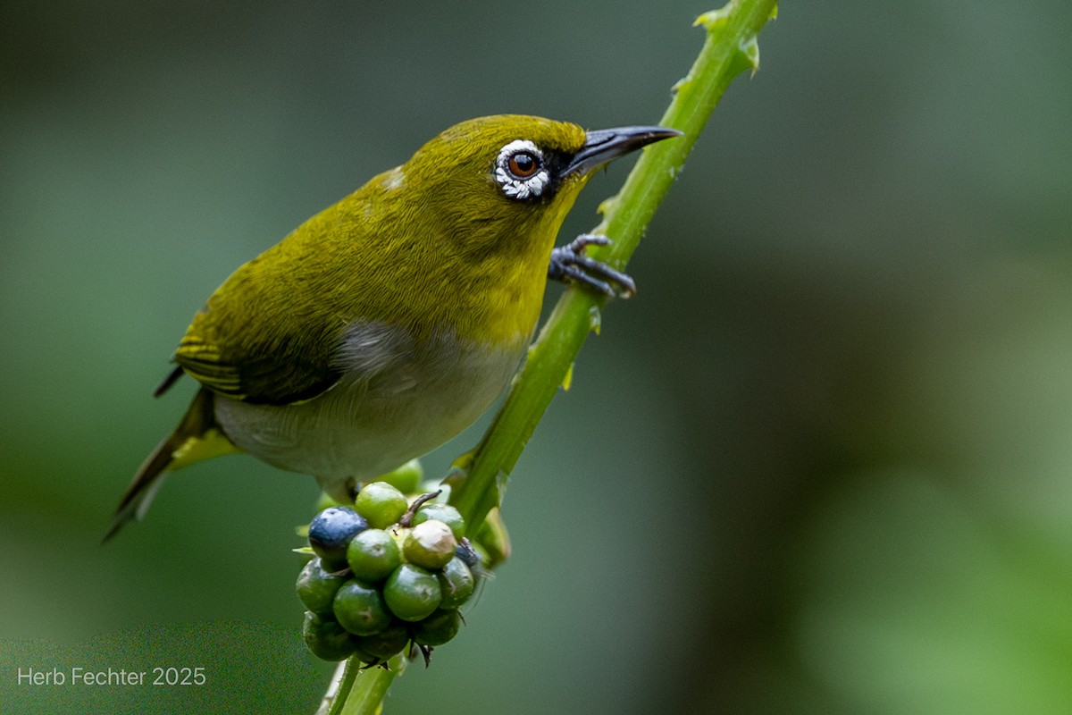 Anteojitos Malgache - ML646602094