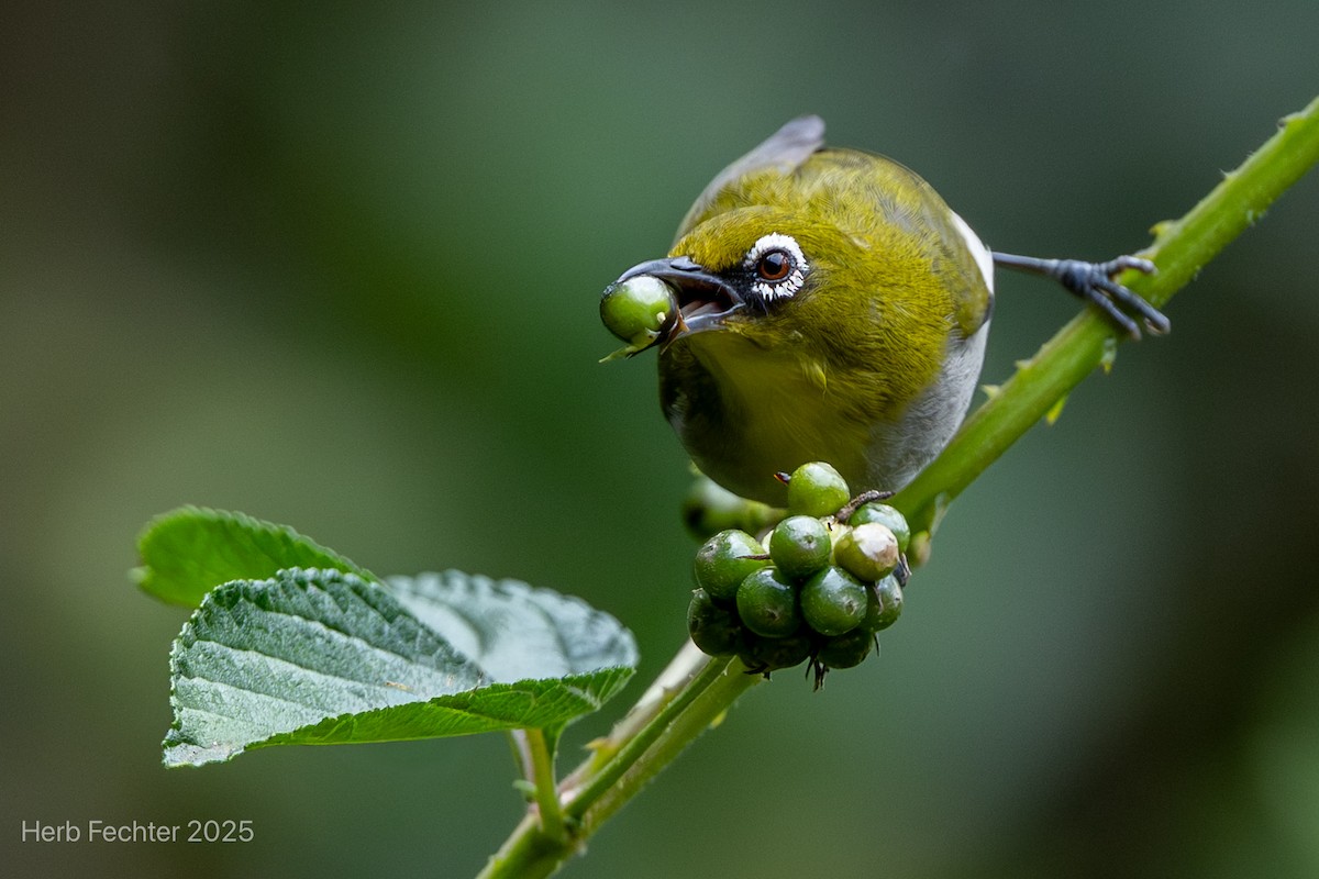 Anteojitos Malgache - ML646602095