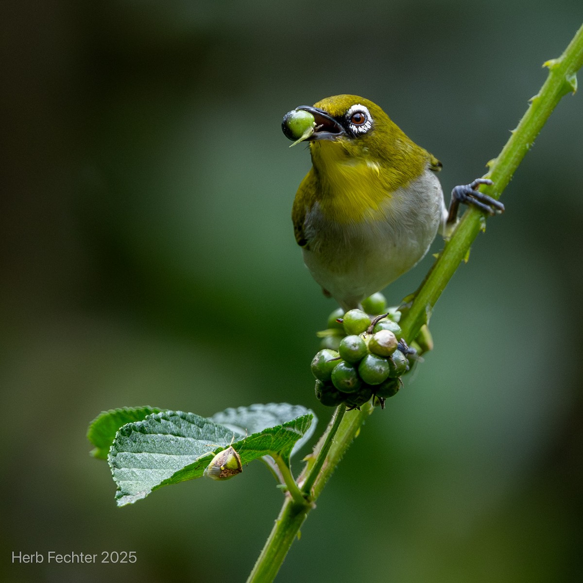Anteojitos Malgache - ML646602096