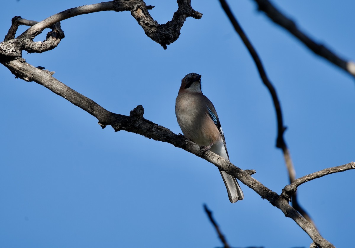 Arrendajo Euroasiático - ML646602097