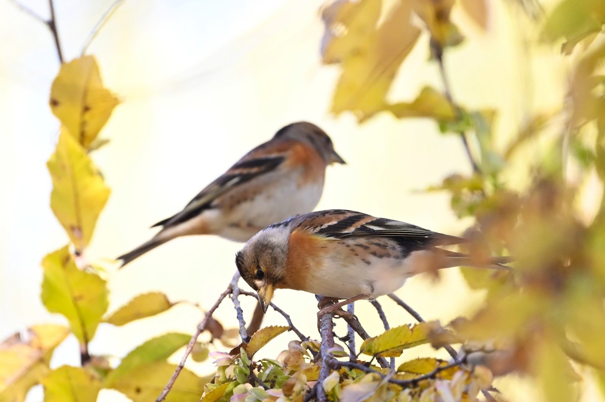 Brambling - ML646602105