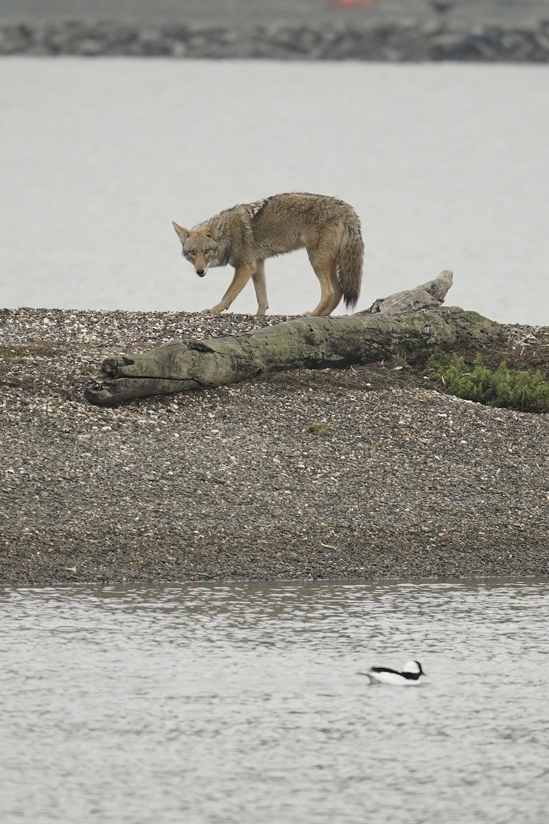 Bufflehead - ML646602106