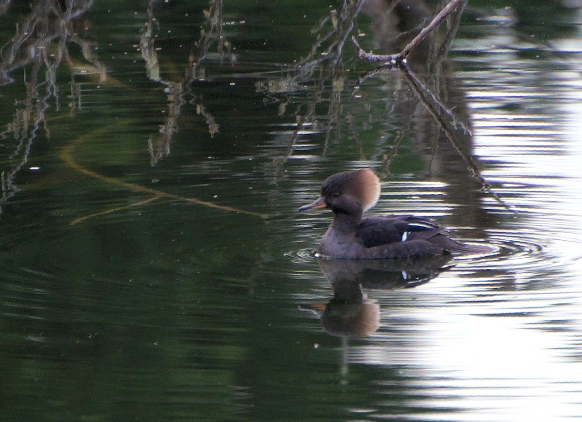 Kappensäger - ML646602107